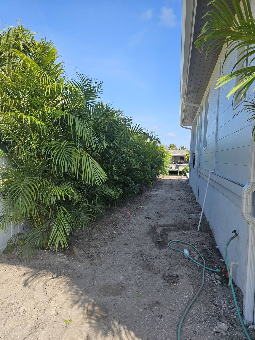 Full-height areca palm privacy hedge installed along the side of a coastal home