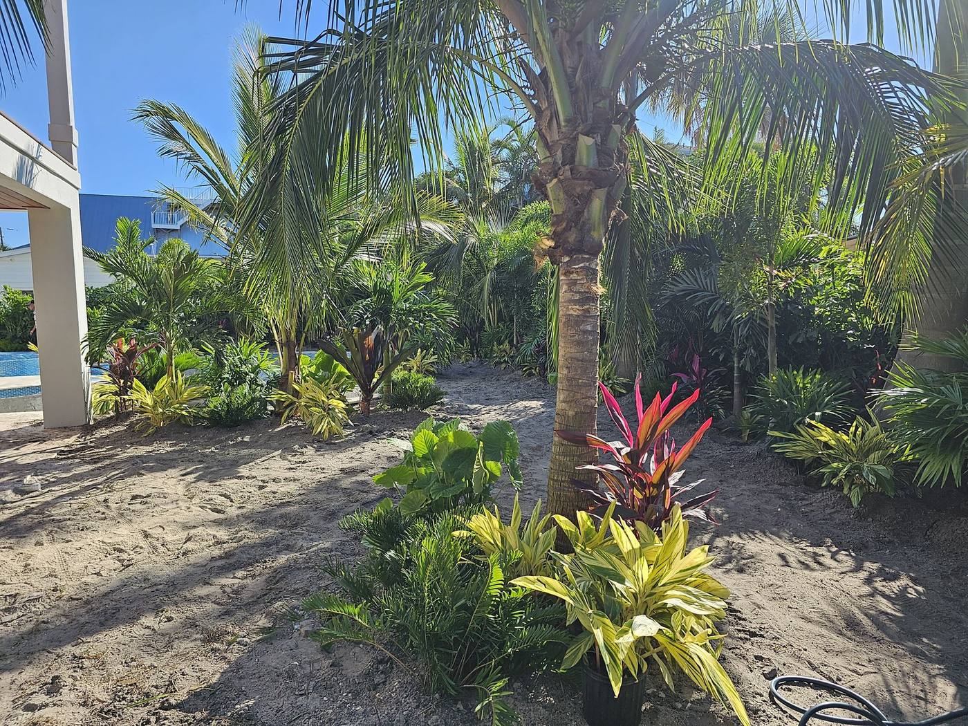 Field-direct coconut palm and layered tropical planting beds installed around a pool