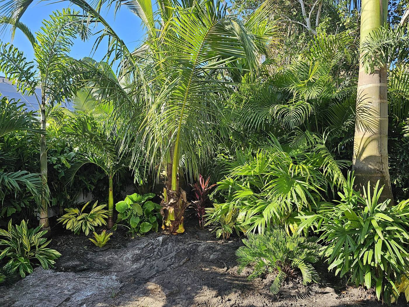 Dense specimen-grade tropical planting with palms, cycads and bromeliads freshly installed
